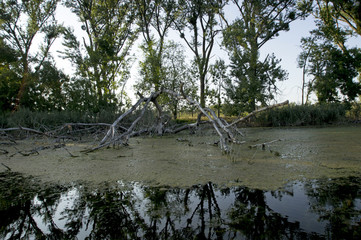 Detail on the lake during the summer. Dry trees as if trying to raise. Dense vegetation disturbs fallen trees. The coast is the boundary between life and death. 