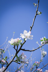 Tree branch with blooming flowers with sun rays against clear blue sky. Spring blossom concept. White and pink buds and blooming flowers. Growth concept. Fruit garden background with copy space.