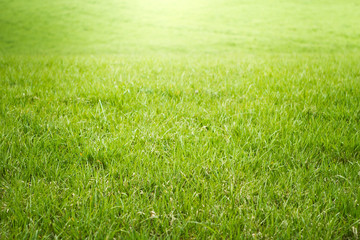 fresh green grass  morning sun light  filed  growth 