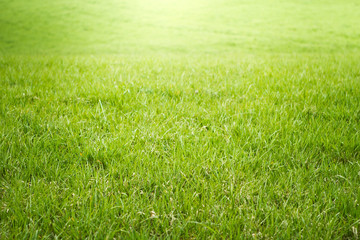 fresh green grass  morning sun light  filed  growth 