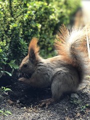 Warsaw Squirrel