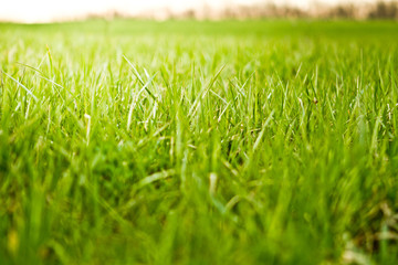 fresh green grass  morning sun light  filed  growth 