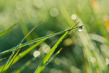 fresh green grass dew drop morning sun light