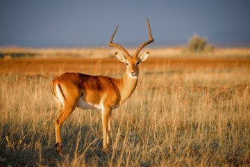 Impala Antilope in der Abendsonne in der afrikanischen Savanne - obrazy, fototapety, plakaty