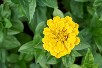 Gelbe Zinnie mit gelben Pollen vor grünem Hintergrund