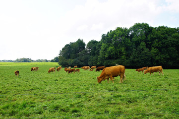 Naklejka na ściany i meble braune Kühe auf einer Weide im Hunsrück mit Wald im Hintergrund 