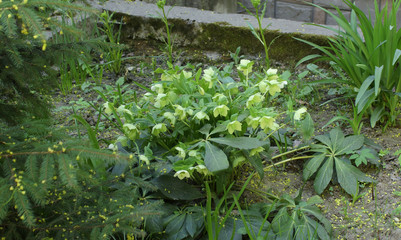 Ligth green flowers on stony ground