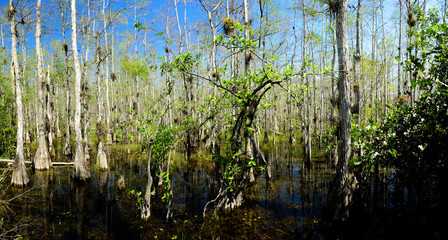 Obraz premium Swamp in the Everglades National Park