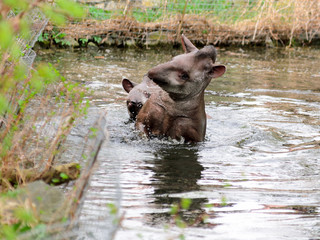 Tapir anta - Tapirus terrestris in a river, with a blurred background.