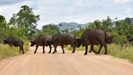 herd of buffalo crossing gravel roadin Kruger national park,Souts Africe - obrazy, fototapety, plakaty