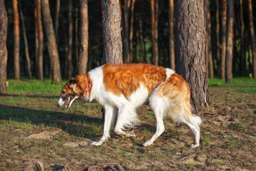 Russian Wolfhound Dog, Borzoi walk, Sighthound, Russkaya Psovaya Borzaya, Psovi. Killer of wolves. One of the fastest hunting dogs in the world. Springtime, Outdoors