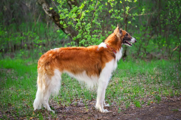 Naklejka na ściany i meble Russian Wolfhound Dog, Borzoi walk, Sighthound, Russkaya Psovaya Borzaya, Psovi. Hunter, Killer of wolves. One of the fastest hunting dogs in the world. Springtime, Outdoors