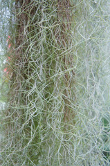 Tillandsia usneoides or spanish moss or dendropogon usneoides green plant 