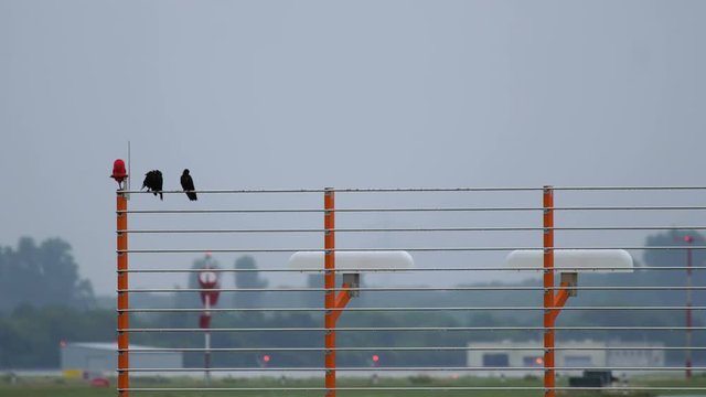 Two crows sitting on metallic fence