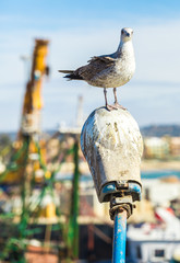 Seagull perched on a street lamp in the fishing port of Essaouira, Morocco
