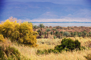 Palm trees plantation in desert near Dead sea. Israel © vvvita