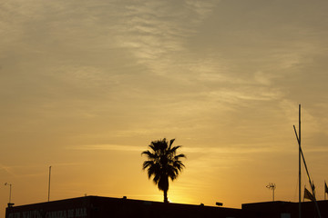 sunset palmera 