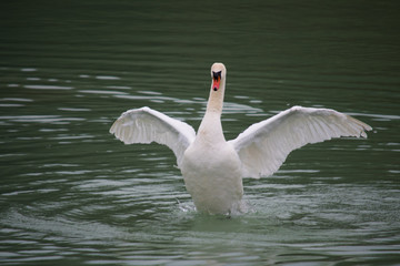 Fototapeta premium Swan