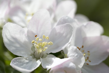 Fototapeta premium Detail of the Apple Tree Flower