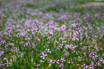  flowering field