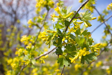 currant flowers