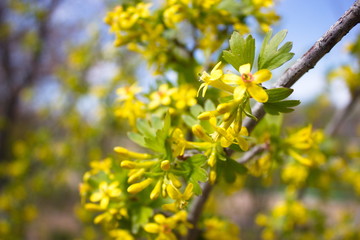 currant flowers