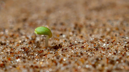 The green sprout came out of the yellow sand.