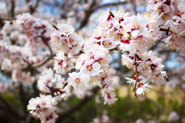  flowering fruit tree