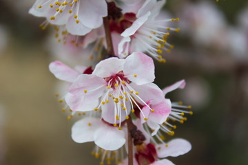  flowering fruit tree