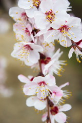  flowering fruit tree