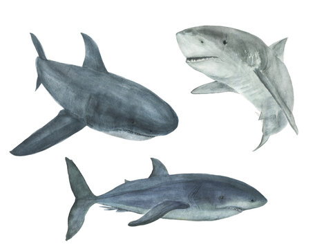 WAtercolor painting set of shark