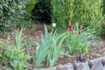Rote sowie weiße blühende Tulpen mit Rindenmulch in einem Vorgarten