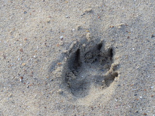 Pfote im Sand, Hundepfotenabdruck