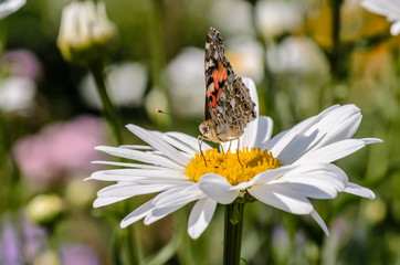 Butterfly vanessa cardui collects nectar from flower