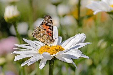 Butterfly vanessa cardui collects nectar from flower