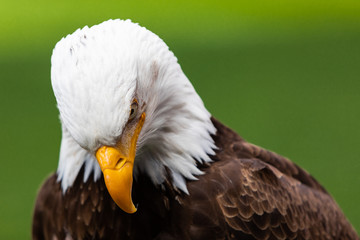 Haliaeetus leucocephalus eagle head