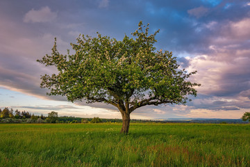 A tree in the fields with some nice clouds