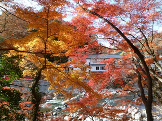 香嵐渓紅葉