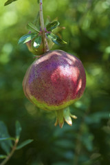 Granatapfel am Baum