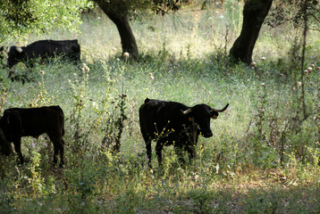 Vacas bravas en España