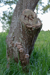 Abgeschnittener Ast an einem alten Obstbaum auf einer Wiese