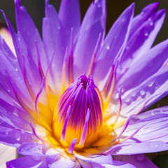 Purple water lily 