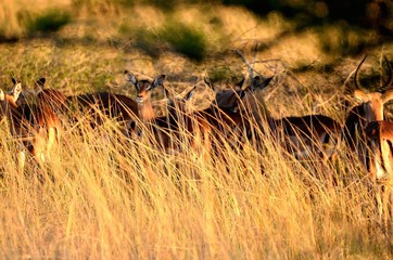 impala3