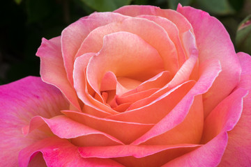Pink and Peach Hybrid Tea Rose blooming in Northern California. Details of a Rose flower head.
