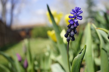 Macro purple flower with  yellow and green background