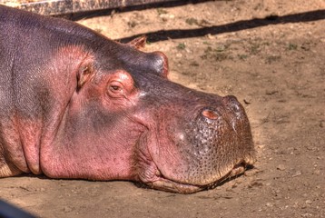 Hippo head resting
