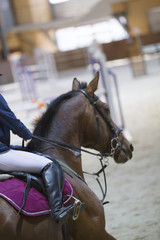 Head of chestnut young stallion in the competition