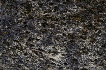 The texture of the old stone. Shell rock covered with moss