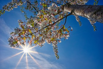 Fototapeta premium Kirschbaum mit weißen Blüten im Sonnenschein vor blauem Himmel