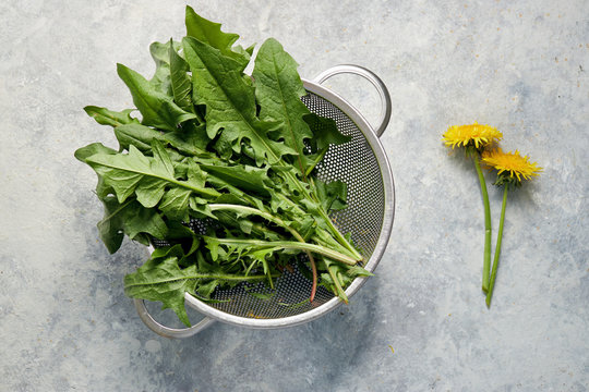 Fototapeta Freshly picked dandelion leaves in colander